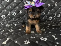 Molly, a female Yorkshire Terrier for sale in Madison Heights, MI – 1 of 2