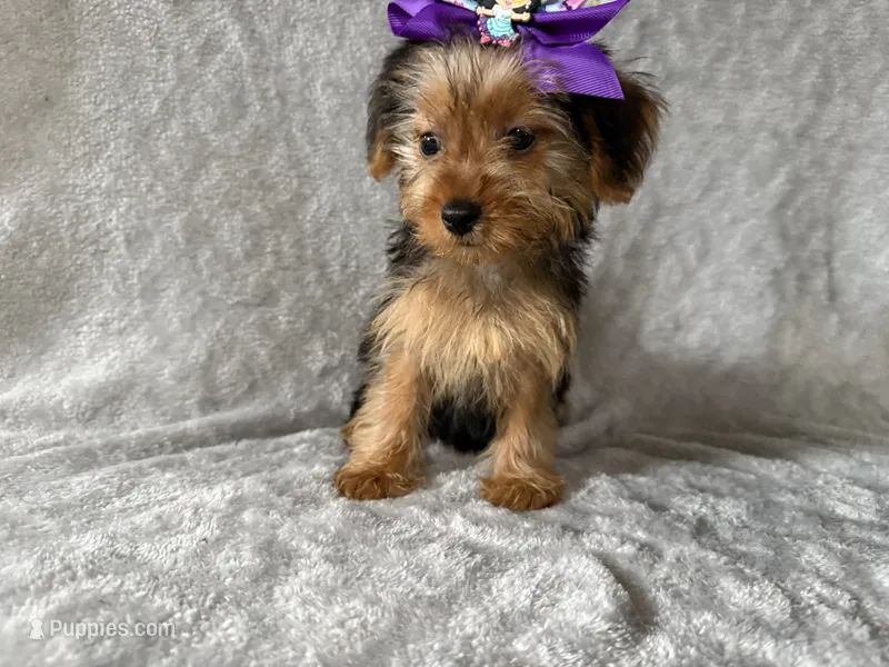 Bella  – Yorkshire Terrier puppy for sale in Madison Heights, MI