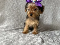 Bella , a female Yorkshire Terrier for sale in Madison Heights, MI – 1 of 1