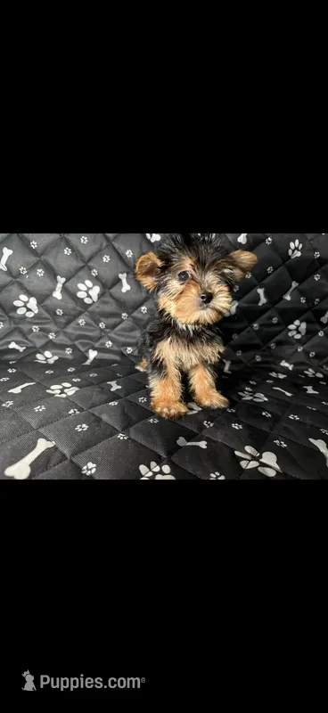 Rocky – Yorkshire Terrier puppy for sale in Madison Heights, MI