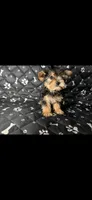 Rocky, a male Yorkshire Terrier for sale in Madison Heights, MI – 1 of 1