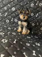 Max, a male Yorkshire Terrier for sale in Madison Heights, MI – 4 of 4