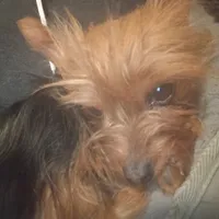 Prada, a female Yorkshire Terrier for sale in Pueblo, CO – 1 of 2