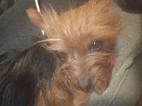Prada, a female Yorkshire Terrier for sale in Pueblo, CO – Photo 1 of 2
