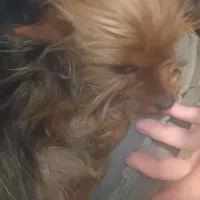 Prada, a female Yorkshire Terrier for sale in Pueblo, CO – 2 of 2