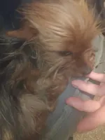 Prada, a female Yorkshire Terrier for sale in Pueblo, CO – Photo 2 of 2