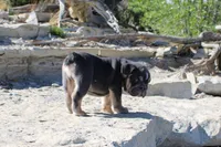 Billy Madison, a male English Bulldog for sale in Pueblo, CO – 4 of 6
