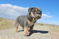 Billy Madison, a male English Bulldog for sale in Pueblo, CO – 2 of 6