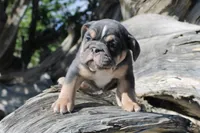 Billy Madison, a male English Bulldog for sale in Pueblo, CO – 5 of 6