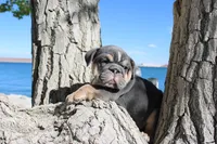 Billy Madison, a male English Bulldog for sale in Pueblo, CO – 3 of 6