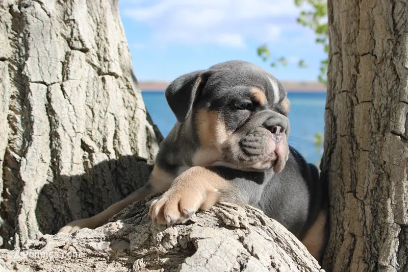 Billy Madison – English Bulldog puppy for sale in Pueblo, CO