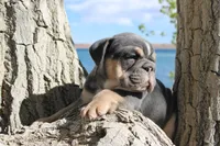 Billy Madison, a male English Bulldog for sale in Pueblo, CO – 1 of 6