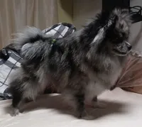 Icarus, a female Pomeranian for sale in Pueblo, CO – Photo 5 of 5