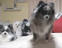 Icarus, a female Pomeranian for sale in Pueblo, CO – Photo 3 of 5