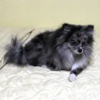 Icarus, a female Pomeranian for sale in Pueblo, CO – Photo 2 of 5