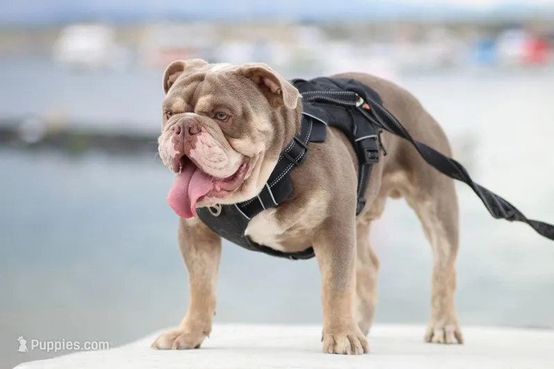 The Duke – English Bulldog puppy for sale in Pueblo, CO