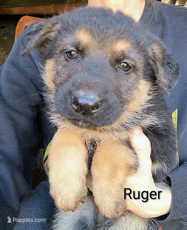 Ruger