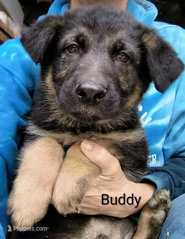 Buddy – German Shepherd Dog puppy on hold in Vale, NC