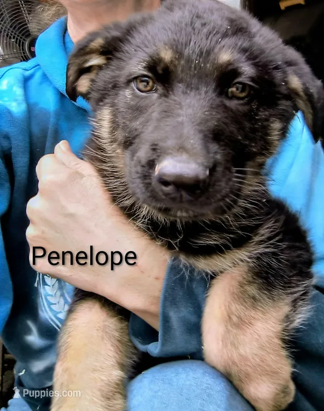 Penelope – German Shepherd Dog puppy for sale in Vale, NC