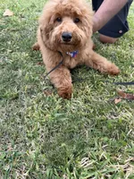 processed/1c63f386-f3a5-4434-b146-3f889b17efcc/listing/d13605c8-184c-48ff-9929-25b9b9da8a80/167ae06c-203c-461b-bd66-12b764f1862a