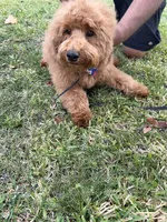 processed/1c63f386-f3a5-4434-b146-3f889b17efcc/listing/d13605c8-184c-48ff-9929-25b9b9da8a80/8fb9a94e-f3ad-4cca-a39f-b5bfde01f678