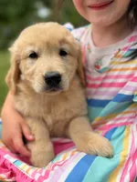Josie, a female Golden Retriever for sale in Fort Collins, CO – 5 of 10