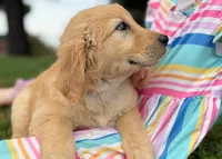 Josie, a female Golden Retriever for sale in Fort Collins, CO – 9 of 10