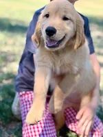 Buddy, a male Golden Retriever for sale in Fort Collins, CO – 3 of 10