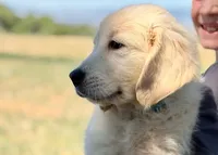 Latte, a female Golden Retriever for sale in Fort Collins, CO – 3 of 9