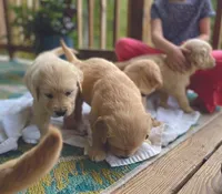 Shirley, a female Golden Retriever for sale in Fort Collins, CO – 4 of 7