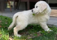 Honey, a female English Cream Golden Retriever for sale in Fort Collins, CO – Photo 9 of 9