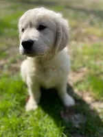 Honey, a female English Cream Golden Retriever for sale in Fort Collins, CO – Photo 5 of 9