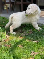 Honey, a female English Cream Golden Retriever for sale in Fort Collins, CO – Photo 6 of 9