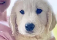 Honey, a female English Cream Golden Retriever for sale in Fort Collins, CO – Photo 2 of 9