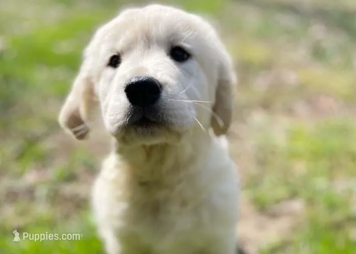 Honey – English Cream Golden Retriever puppy for sale in Fort Collins, CO