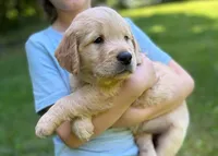 Loki, a male Golden Retriever for sale in Fort Collins, CO – 1 of 10
