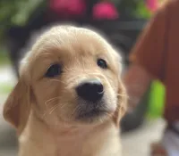 Shirley, a female Golden Retriever for sale in Fort Collins, CO – 3 of 7