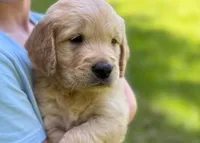 Lucky, a male Golden Retriever for sale in Fort Collins, CO – 7 of 8