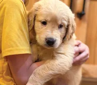 Jelly, a female Golden Retriever for sale in Fort Collins, CO – 3 of 5