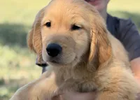Buddy, a male Golden Retriever for sale in Fort Collins, CO – 2 of 10