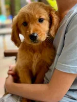 Birdie, a female Golden Retriever for sale in Fort Collins, CO – 5 of 6