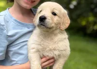 Layla, a female Golden Retriever for sale in Fort Collins, CO – 7 of 9
