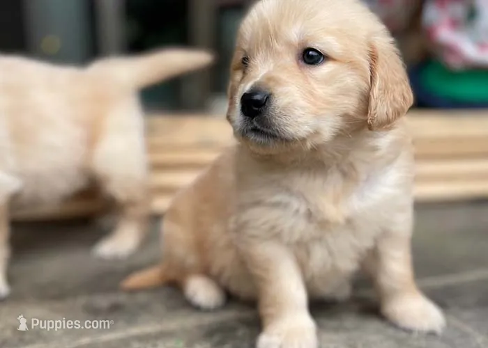 Shirley – Golden Retriever puppy for sale in Fort Collins, CO