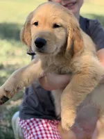 Buddy, a male Golden Retriever for sale in Fort Collins, CO – 4 of 10