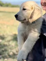 Latte, a female Golden Retriever for sale in Fort Collins, CO – 5 of 9