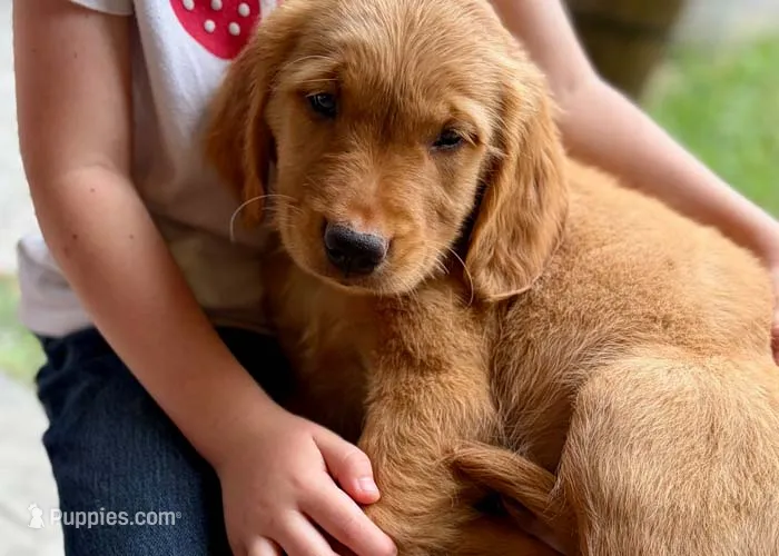 Clifford – Golden Retriever puppy for sale in Fort Collins, CO