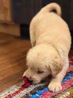 Shirley, a female Golden Retriever for sale in Fort Collins, CO – 2 of 7