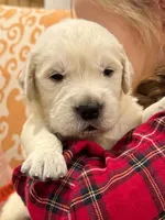 Strawberry, a female Golden Retriever for sale in Fort Collins, CO – Photo 2 of 5