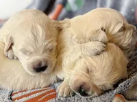 Strawberry, a female Golden Retriever for sale in Fort Collins, CO – Photo 5 of 5