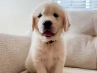 Sunny, a female Golden Retriever for sale in Fort Collins, CO – Photo 1 of 7